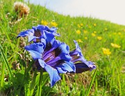 Festa di fiori e marmotte sui sentieri per i Monti Foppa (1895 m) e Avaro (2088 m)–28magg25- FOTOGALLERY